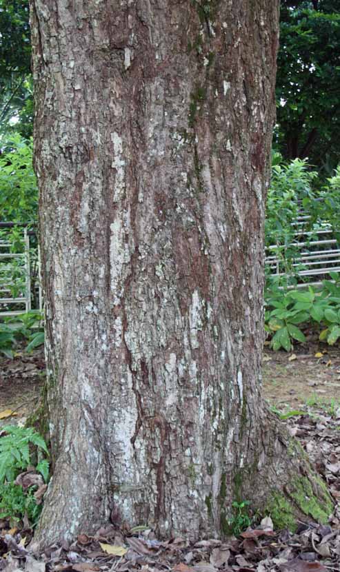 Tabebuia rosea