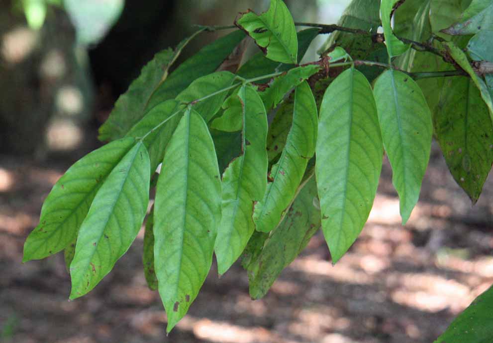 Saraca thaipingensis