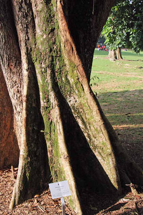 Pterocarpus rohrii