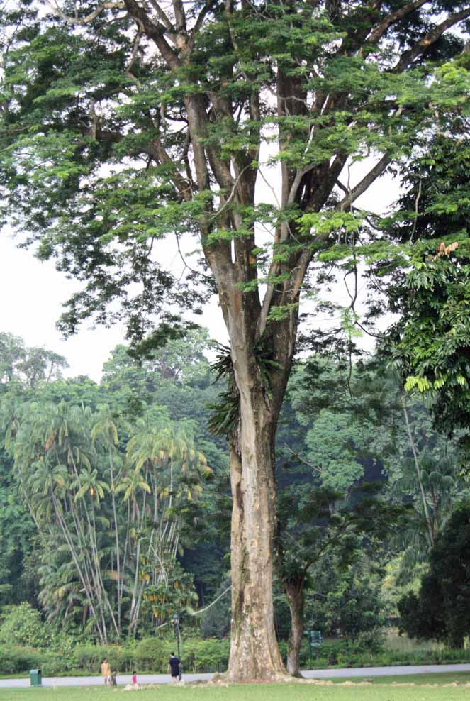 Albizia lebbekioides