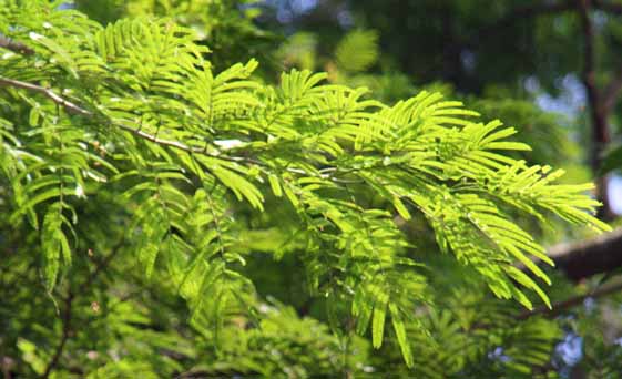 Albizia lebbekioides