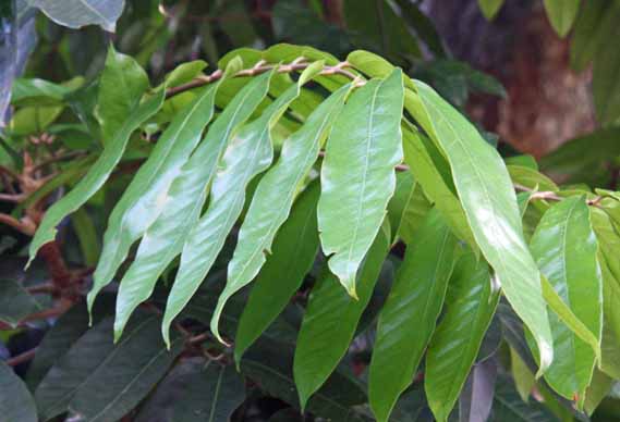 Carapa guianensis