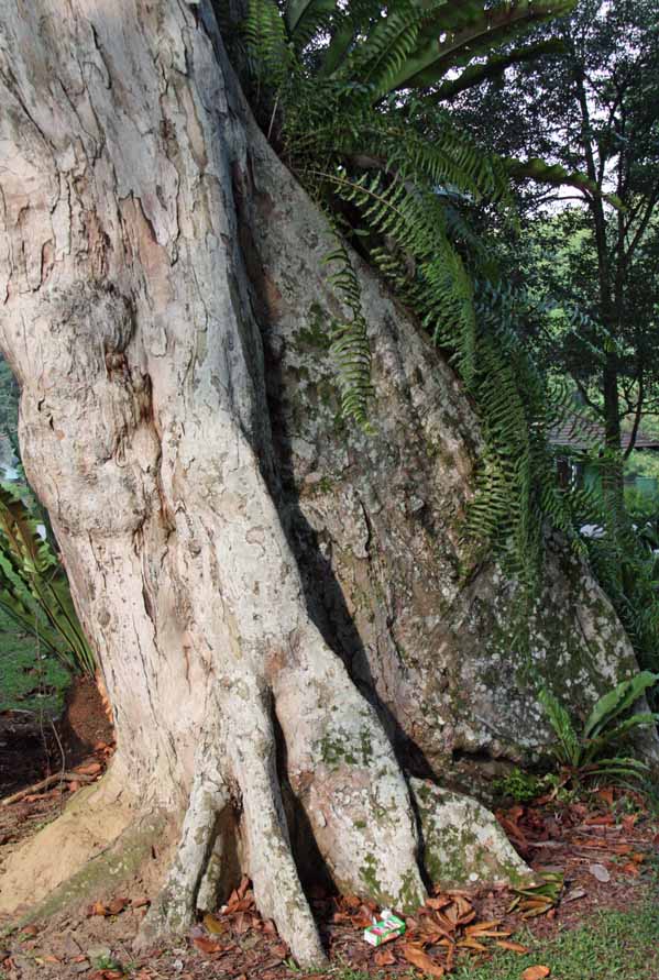 Carapa guianensis