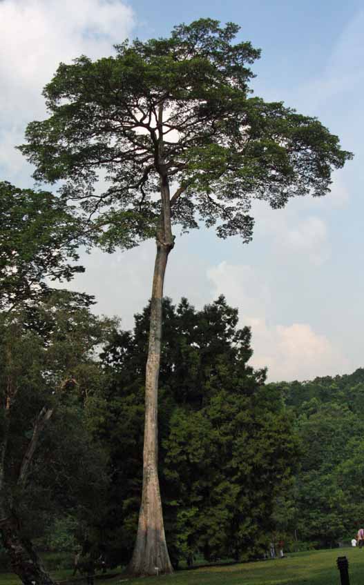 Alstonia pneumatophora