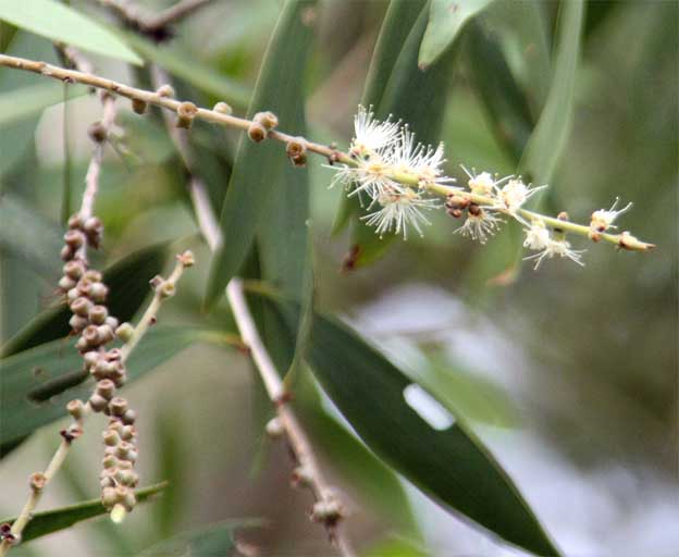 Melaleuca cajuputi