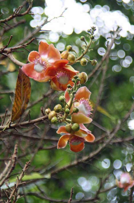 Couroupita guianensis