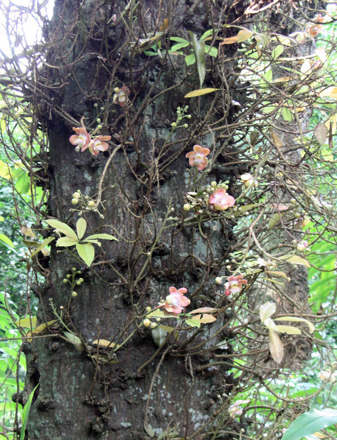 Barringtonia asiatica