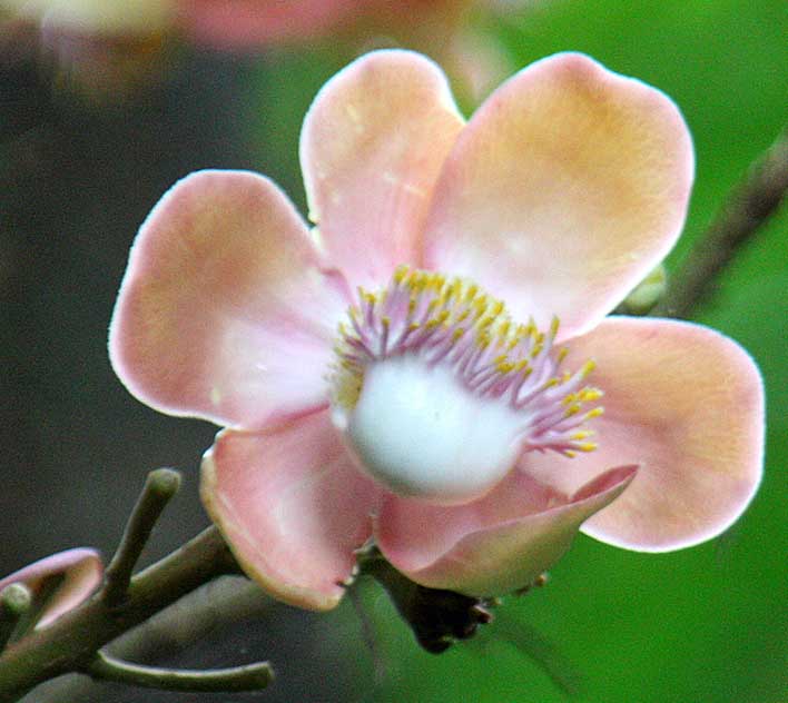 Barringtonia asiatica