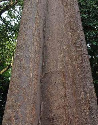 Allamanda angustiloba