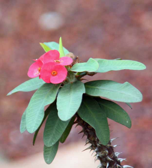 Euphorbia milii