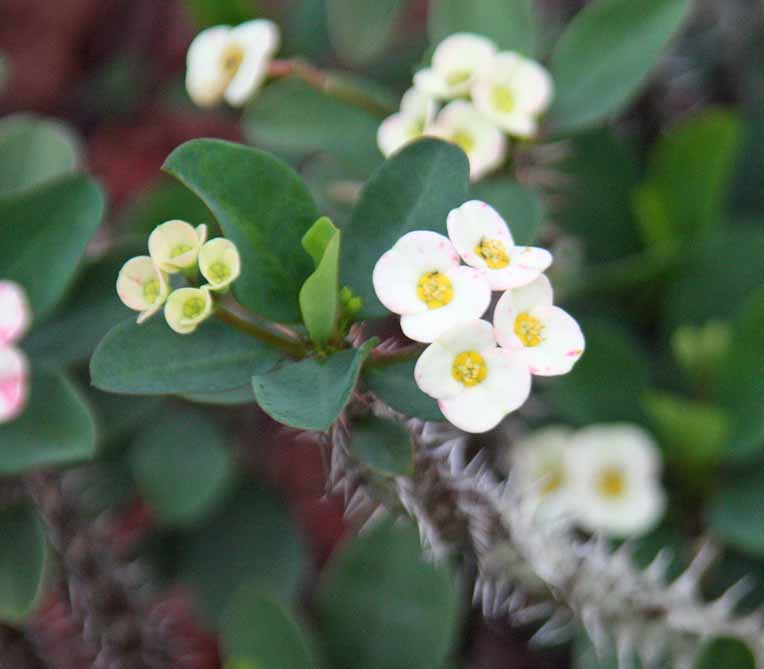 Euphorbia milii