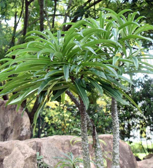 Pachypodium rutenbergianum