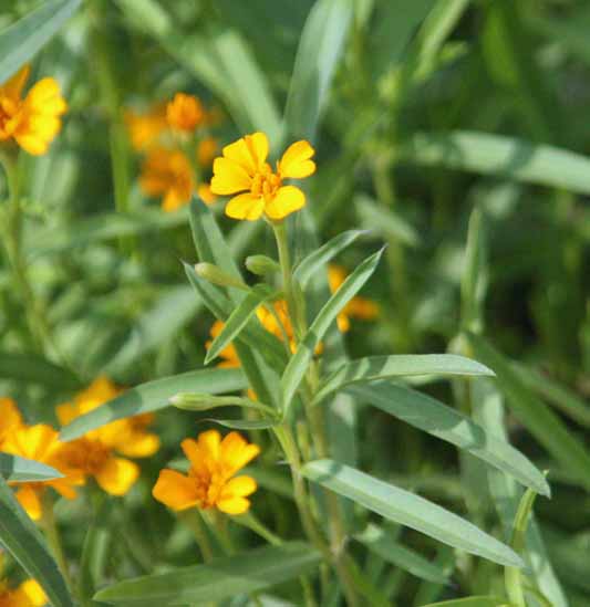 Tagetes lucida