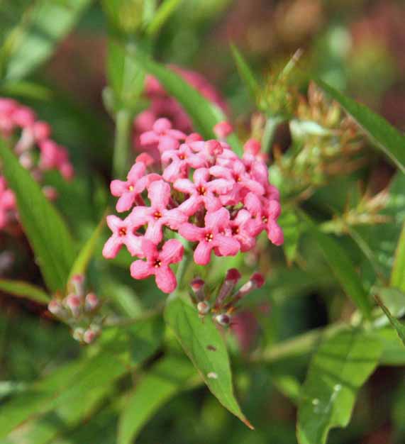 Arachnothryx leucophylla