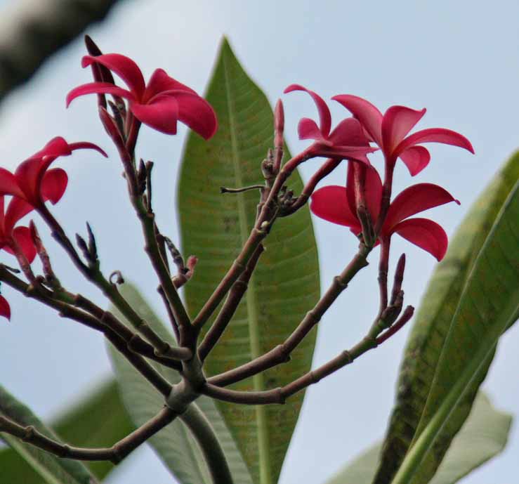 Plumeria rubra