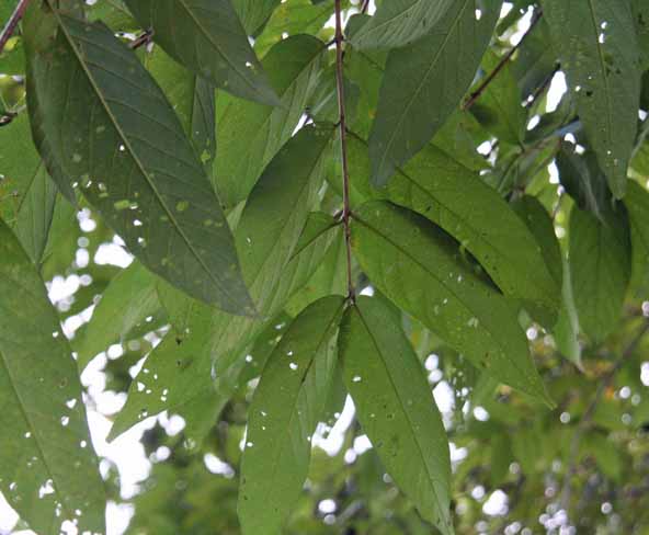 Lagerstroemia tomentosa