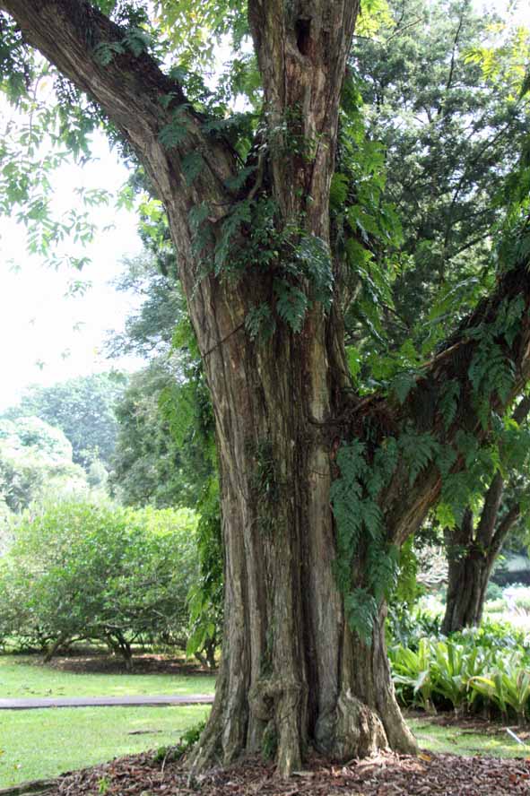 Lagerstroemia tomentosa