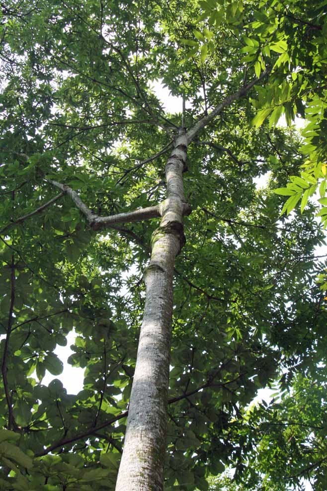 Sterculia foetida