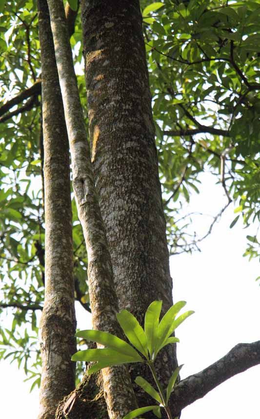 Alstonia scholaris