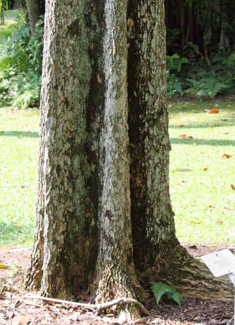 Alstonia scholaris