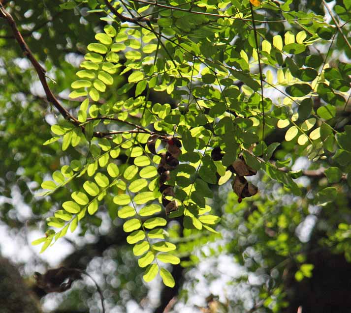 Adenanthera pavonina