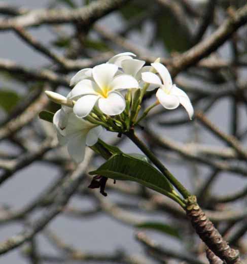 Plumeria obtusa