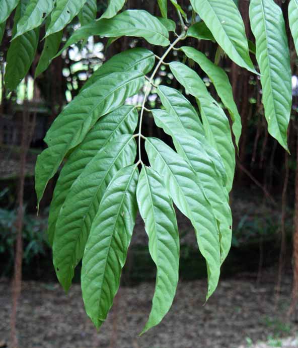 Saraca thaipingensis