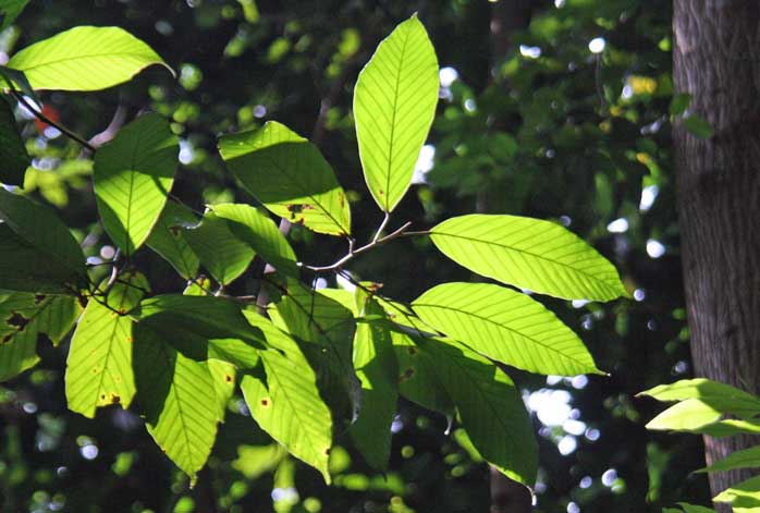 Dipterocarpus caudatus