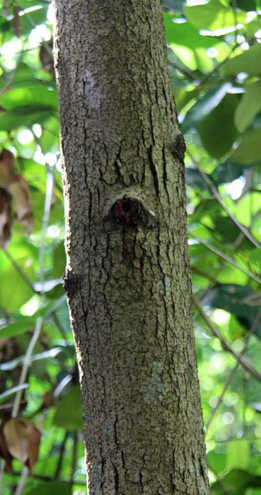 Dipterocarpus caudatus