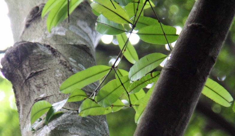 Calophyllum ferrugineum