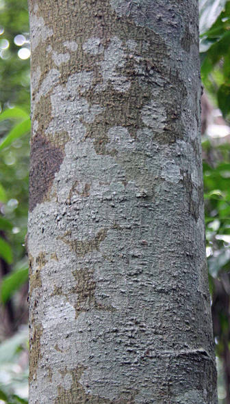 Calophyllum ferrugineum