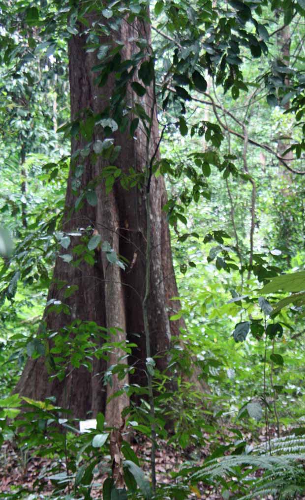 Shorea pauciflora