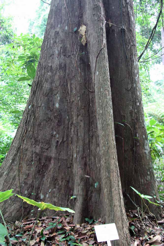 Shorea lpauciflora