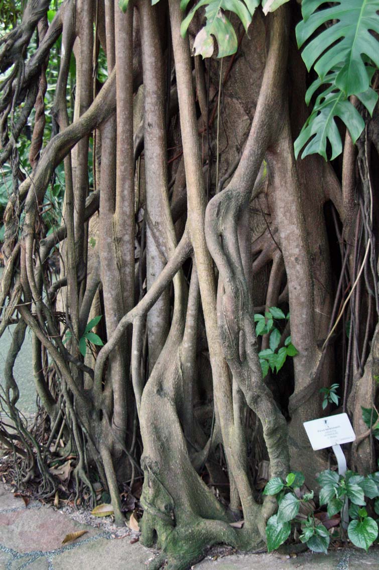 Ficus kerkhovenii