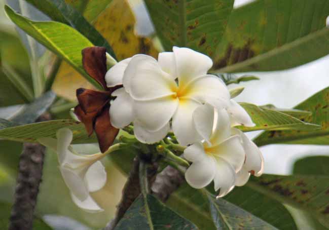 Plumeria obtusa