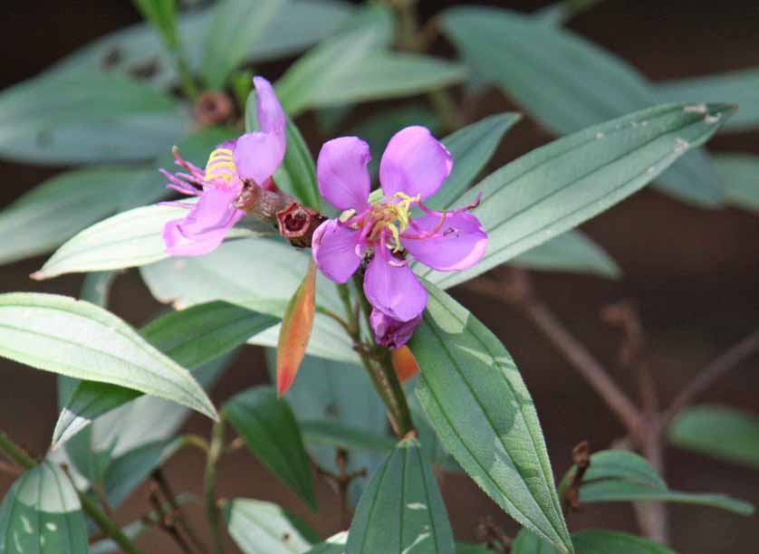 Tibouchina malabathricum