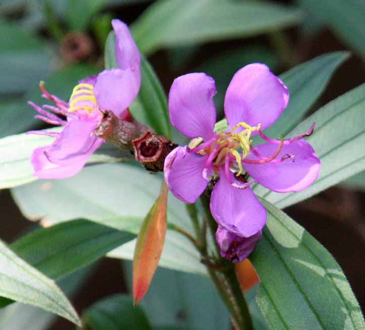 Tibouchina urvilleana