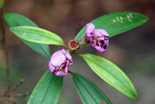 Tibouchina malabathricum