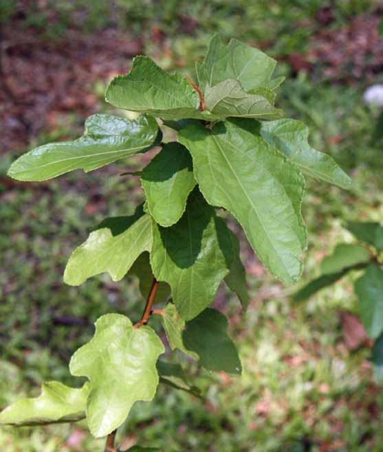 Clappertonia ficifolia