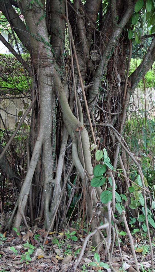 Ficus elastica