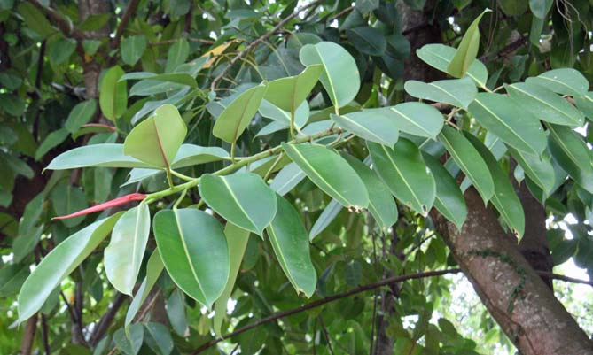 Ficus elastica