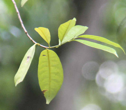 Myristica fragans