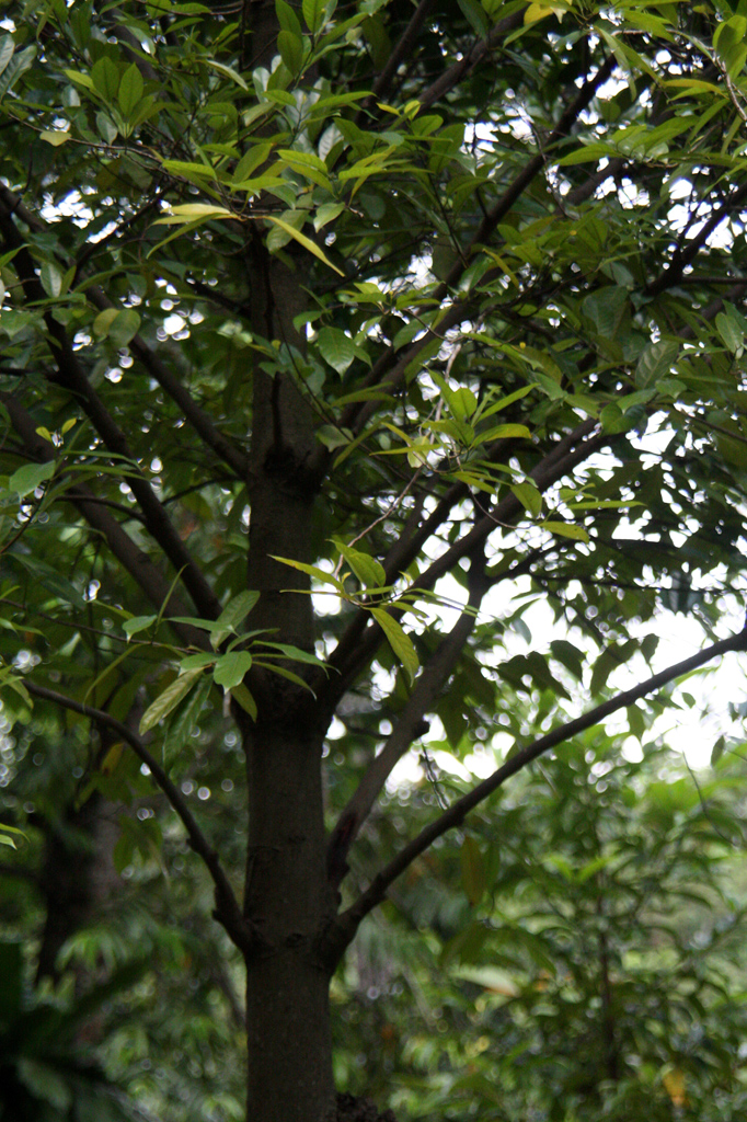 Myristica fragans