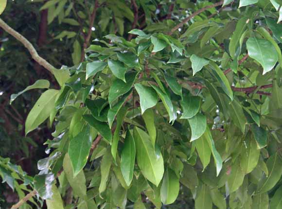 Euclinia longiflora