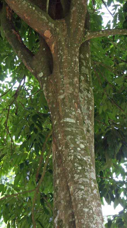 Euclinia longiflora