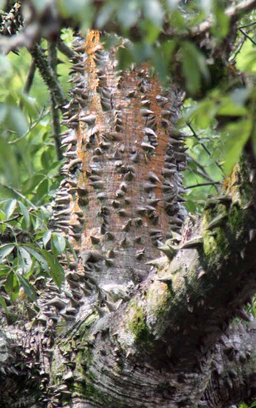 Ceiba insignis