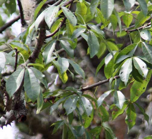 Ceiba insignis