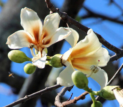 Ceiba insignis