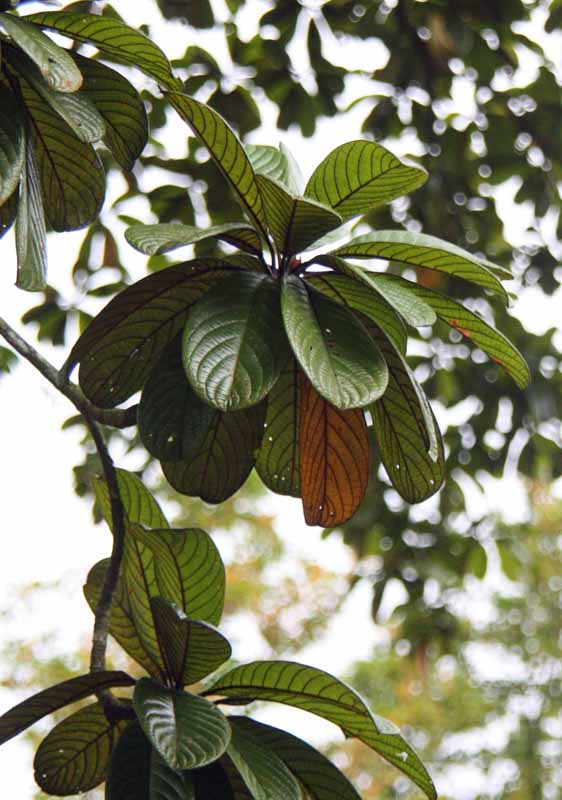 Terminalia kaernbachii