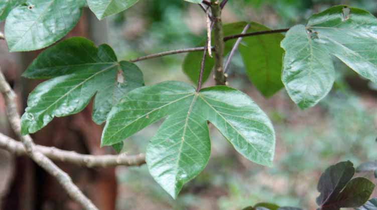 Jatropha gossypiifolia